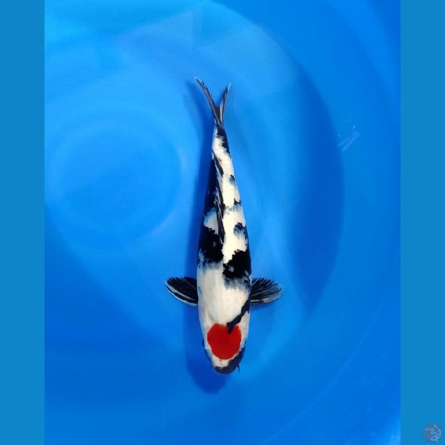 TANCHO SHOWA  38CM 