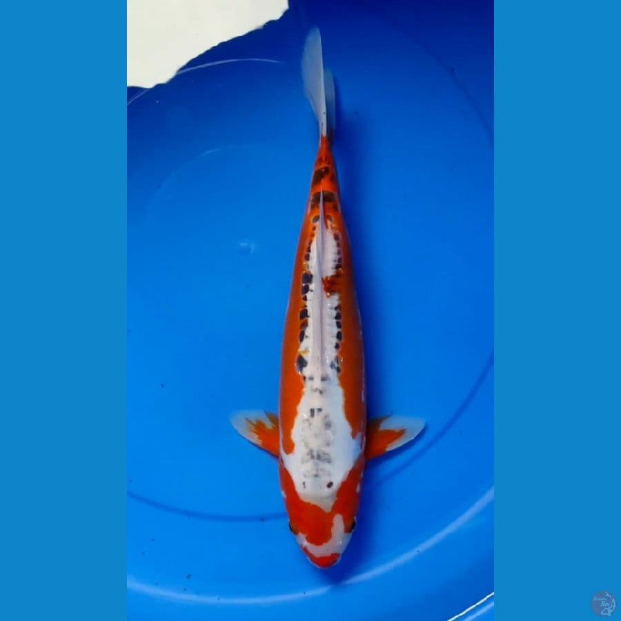 shusui f1 yamaju 38 cm