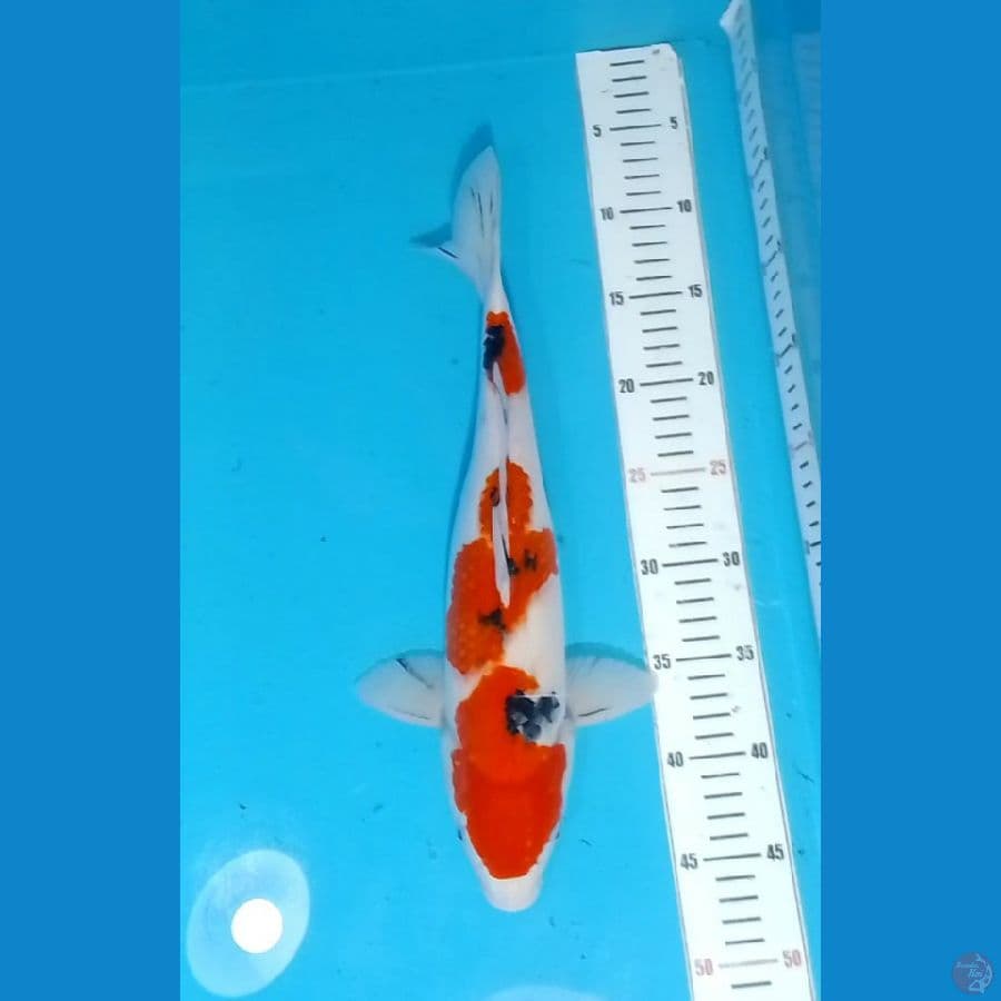 3step Sanke 38cm (F)