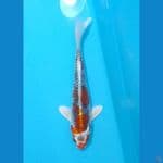 Beni Gingga 28cm (F)
