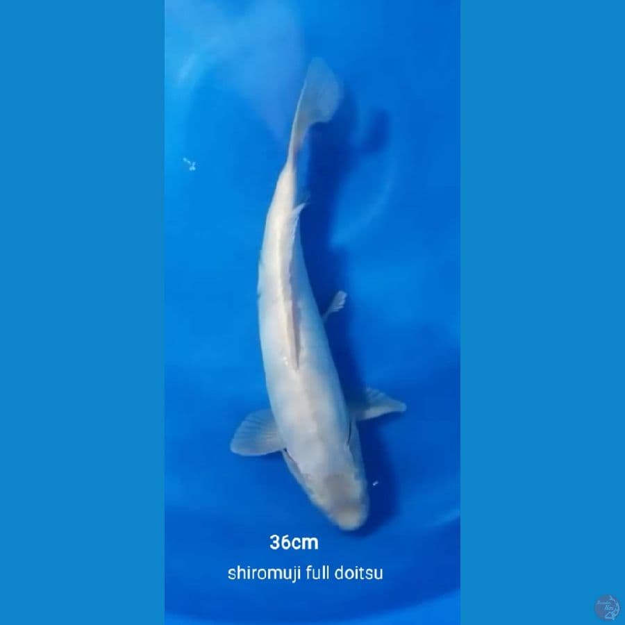 shiro muji full doitsu 36 cm 