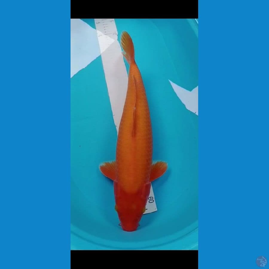 red karashi 50 cm male