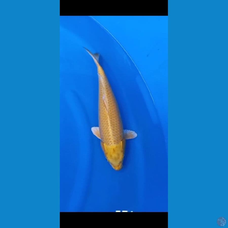 mukashi bulki 41 cm male