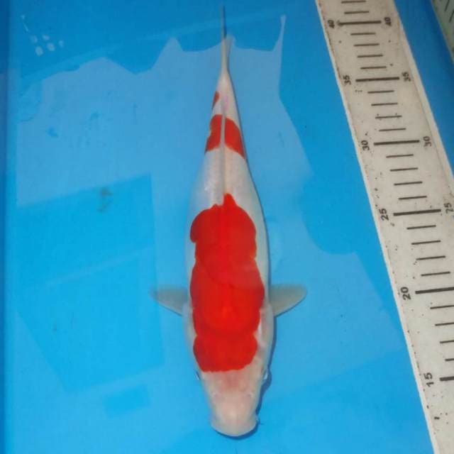 KOHAKU ALUS
