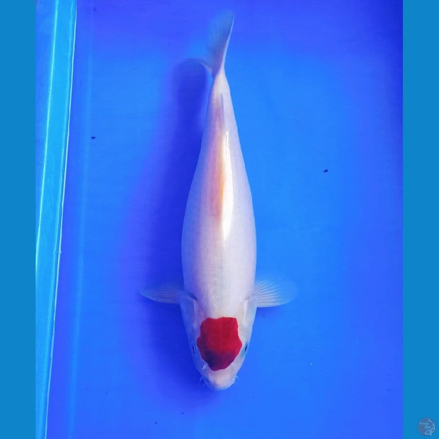35an cm Tancho goromo orie