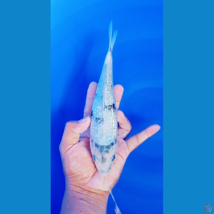 bahan siro gindrin gindrinya padat 25 cm