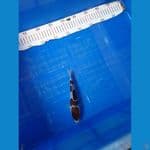 Goromo 19 cm 