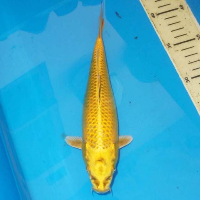MUKASHI OGON