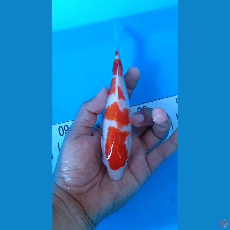 kohaku 18 cm