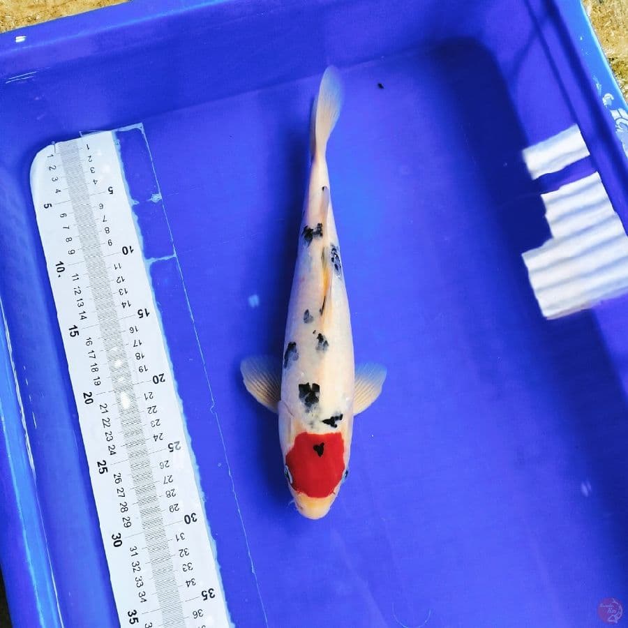tancho sanke male 32cm