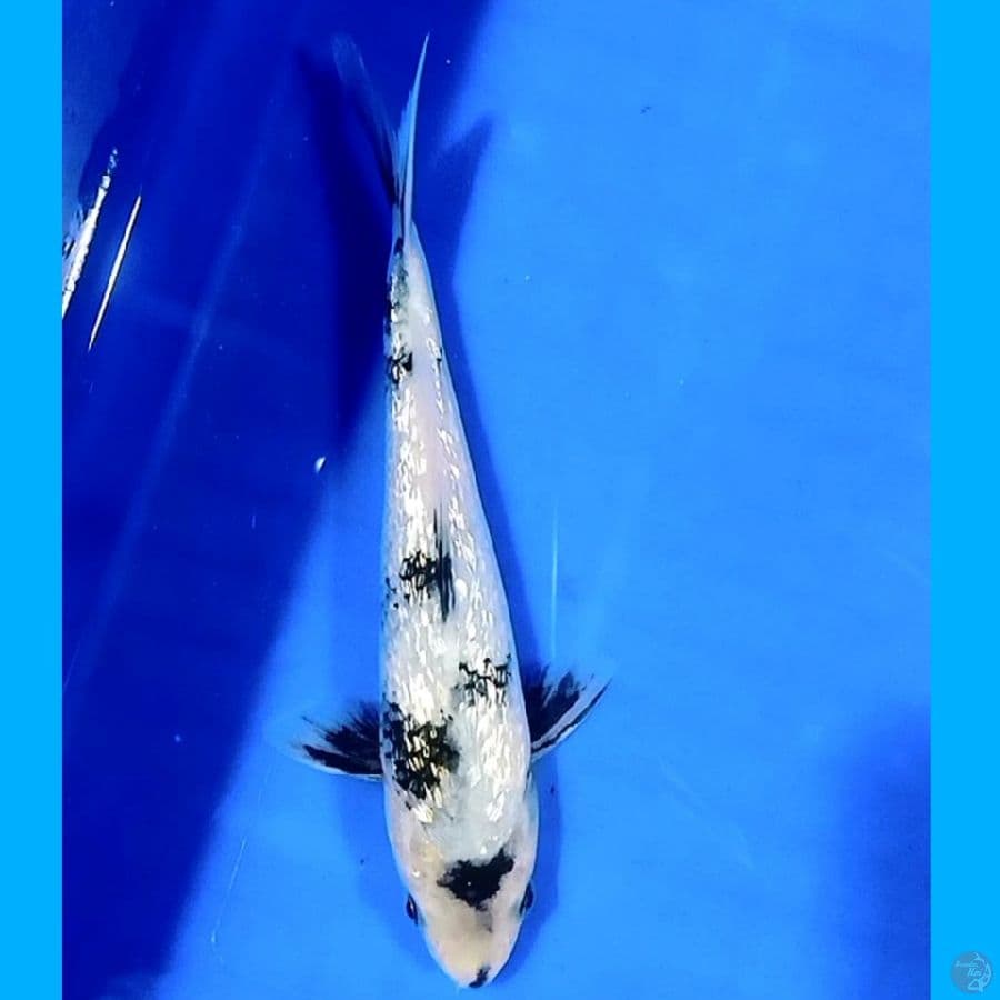 Full Gindrin F19CM