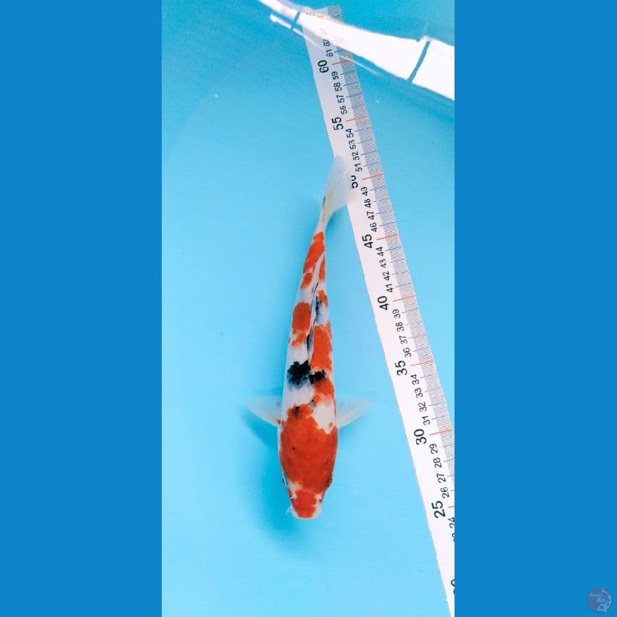 Sanke 25cm