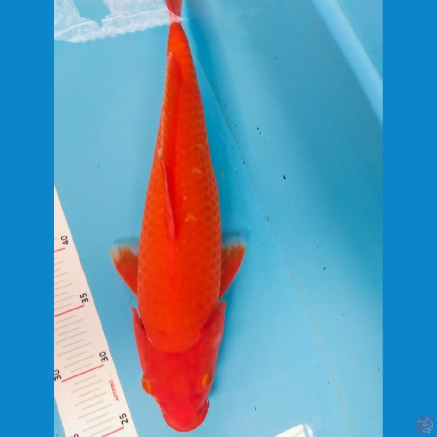 red karasi merah strong 38cm