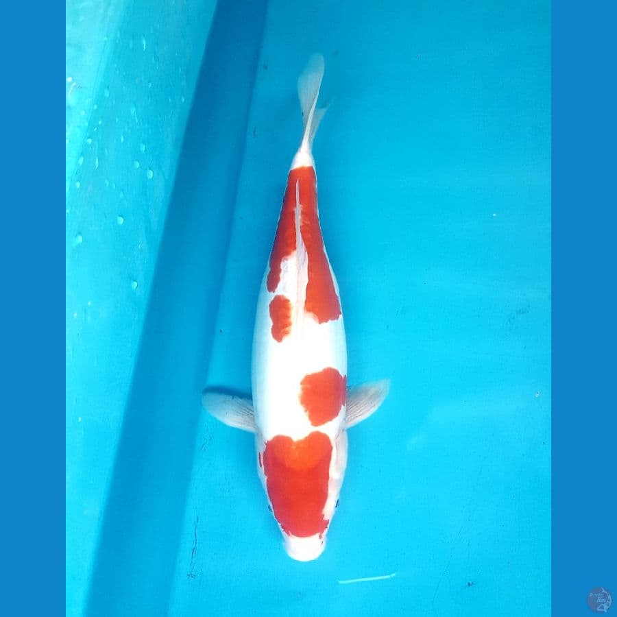kohaku doitsu 39cm