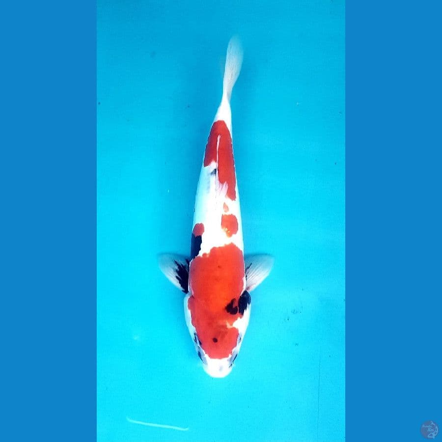 showa doitsu 32cm