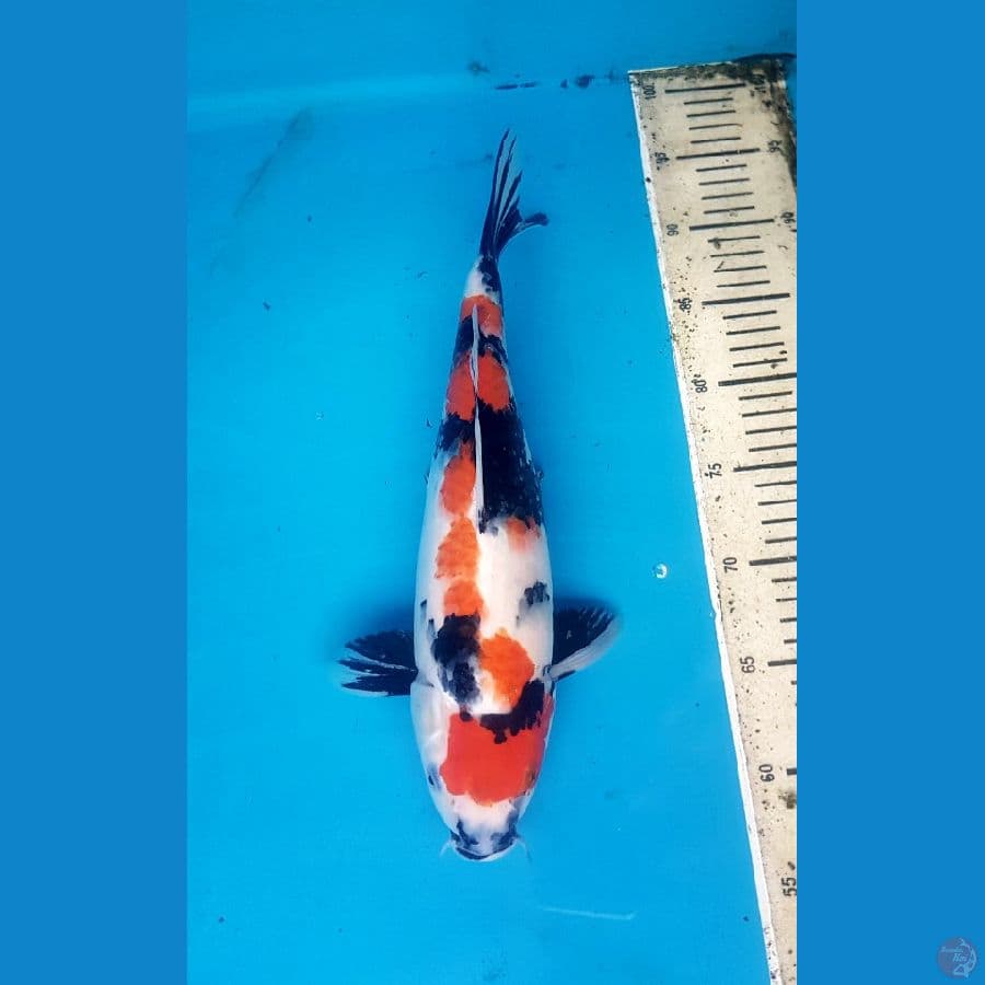 showa 36cm
