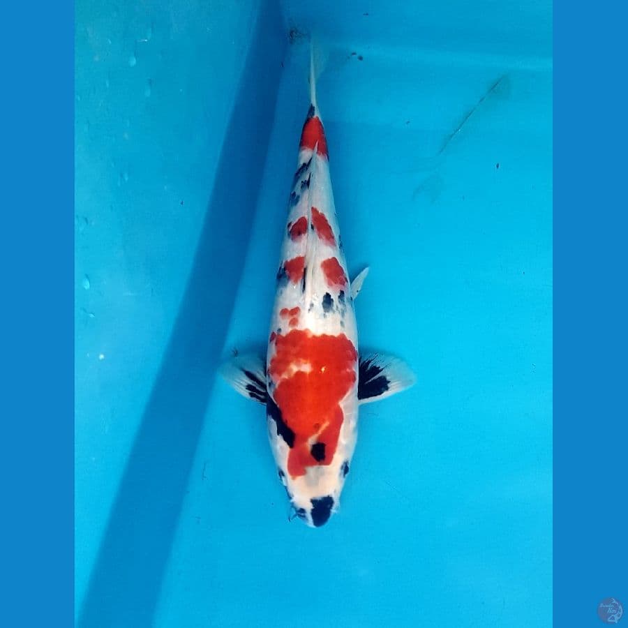 showa 33cm