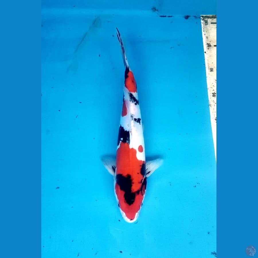 showa doitsu 31cm