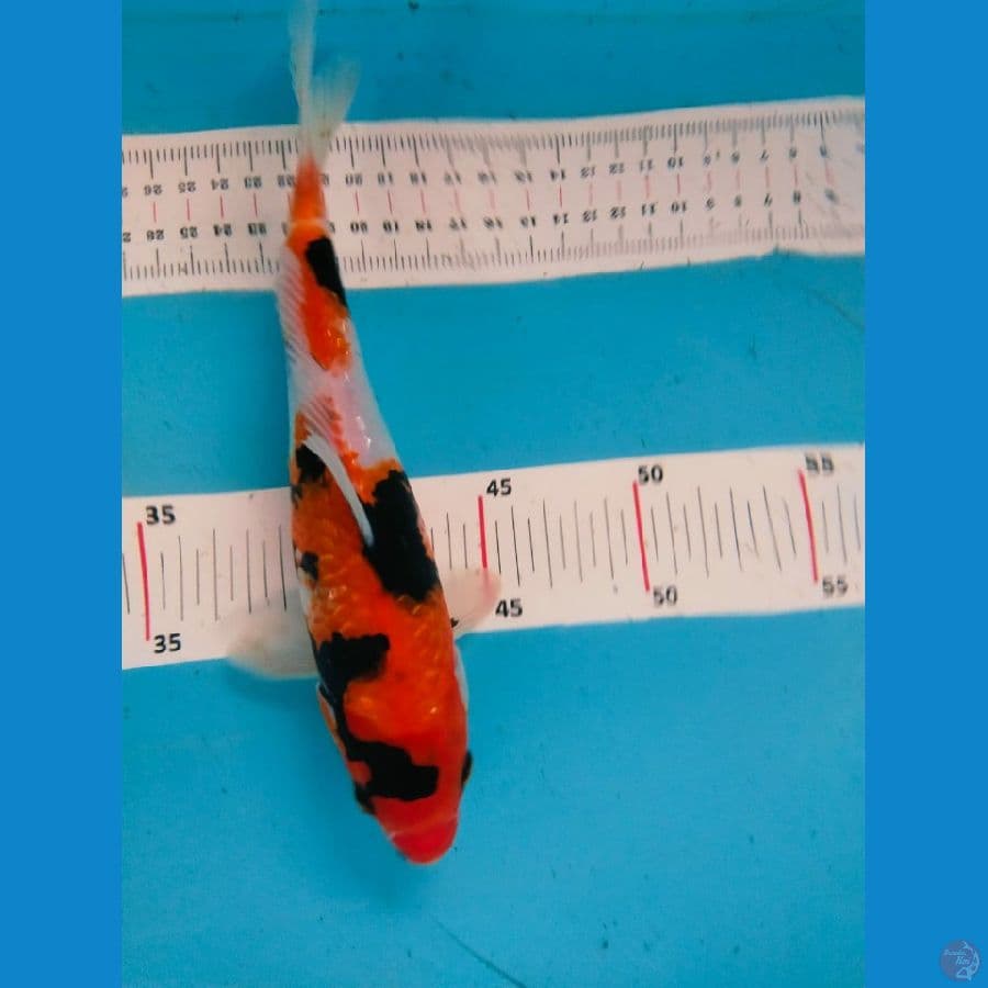 showa gindrin 22cm