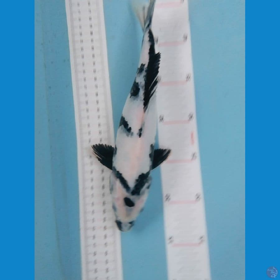 shiro 29cm
