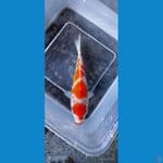 kohaku 15 cm