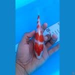 kohaku 17cm