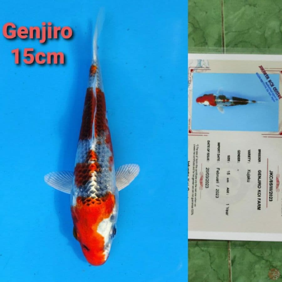 GENJIRO KUJAKU 15CM SERTI