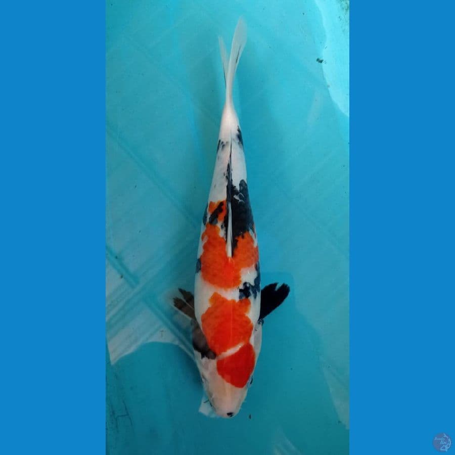 CS1_SHOWA 28CM