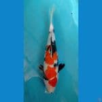 CS1_SHOWA 28CM