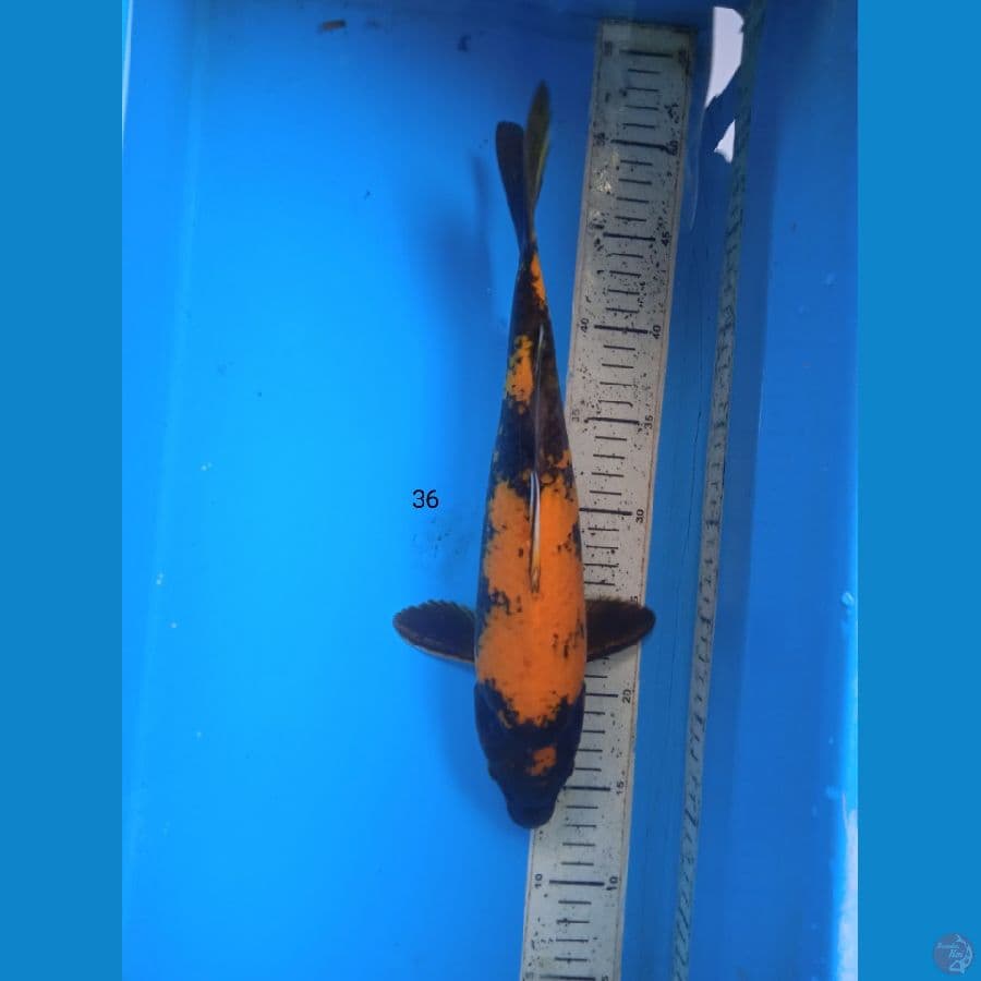 utsuri 36cm