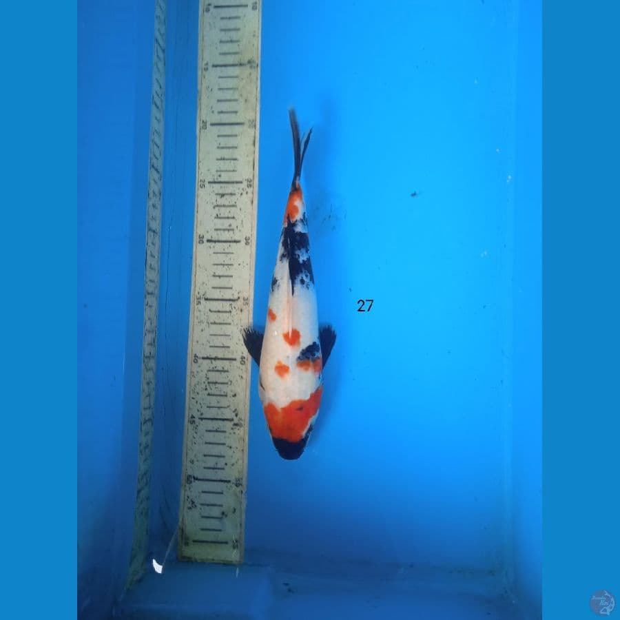 showa 27cm