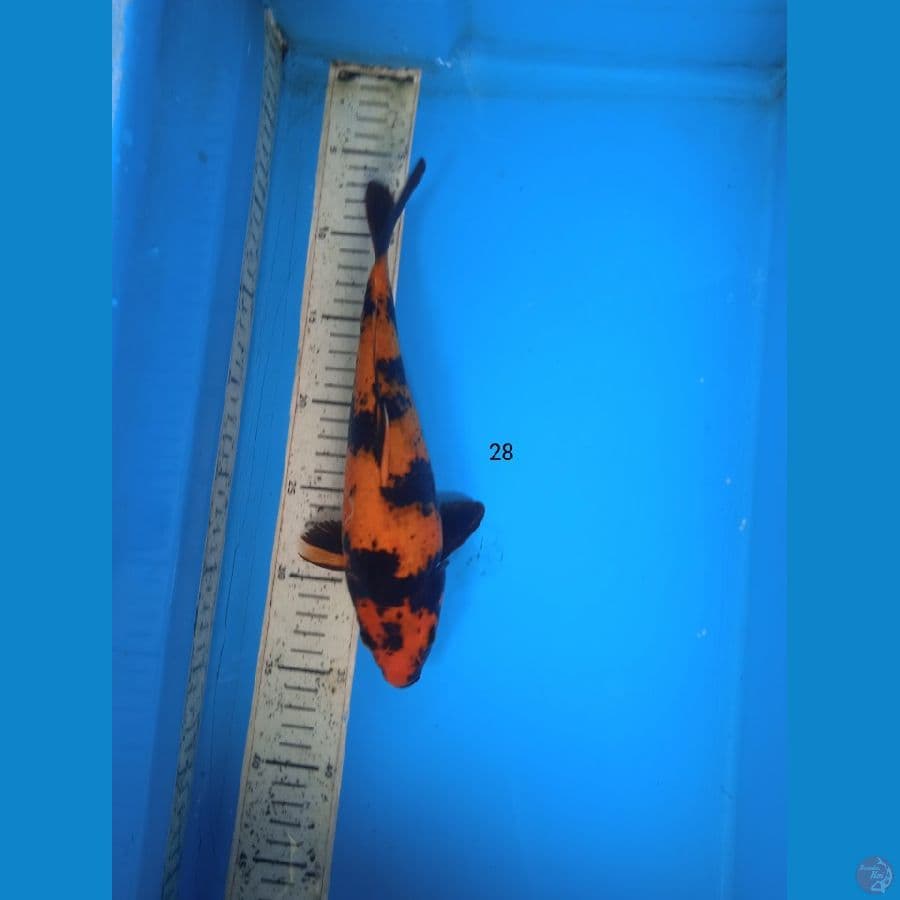 utsuri 28cm