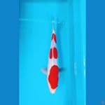 Kohaku Doit Josh Ready