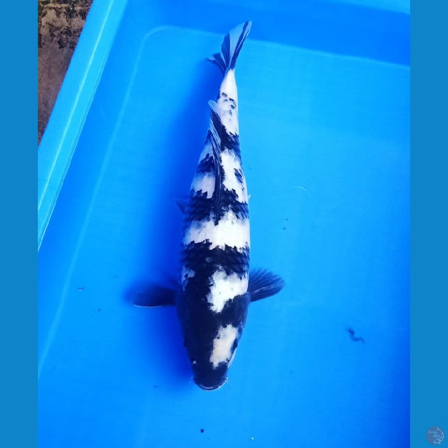 40bu shiro istimewa 