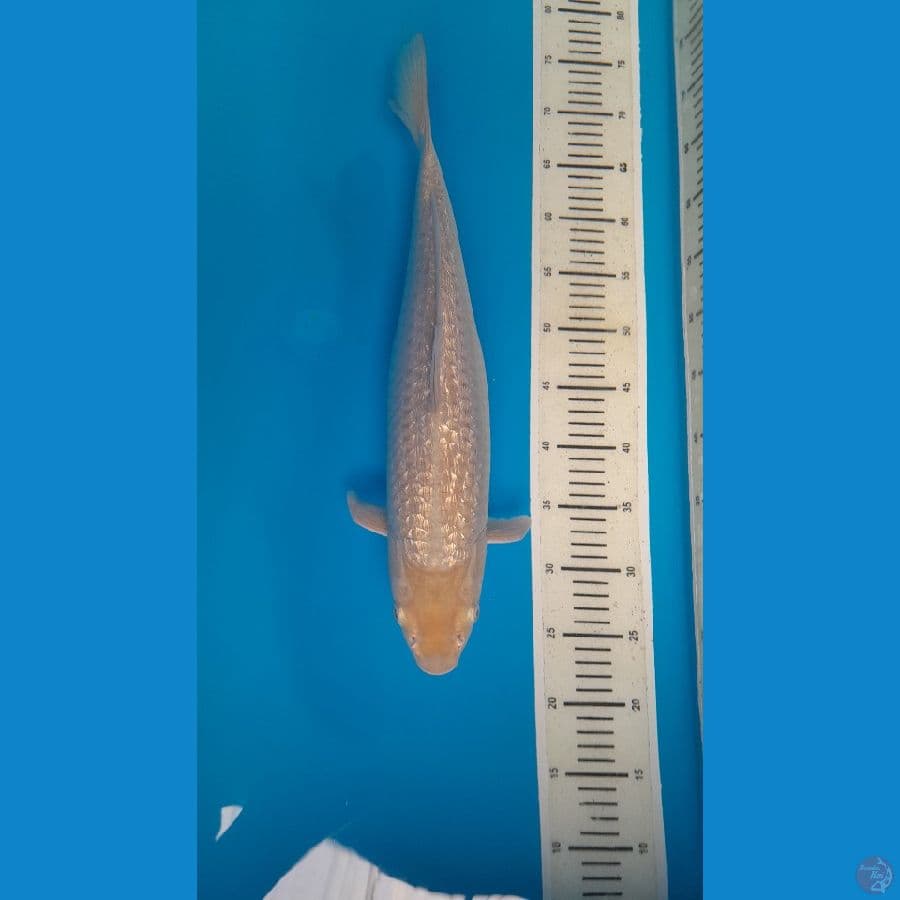 ssoragoi 46cm 