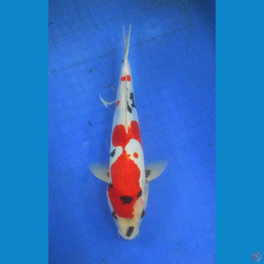showa doitsu murni ±30cm