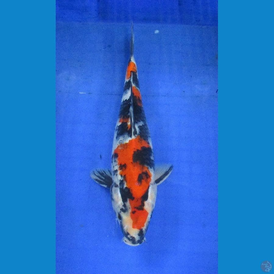 showa ±30cm