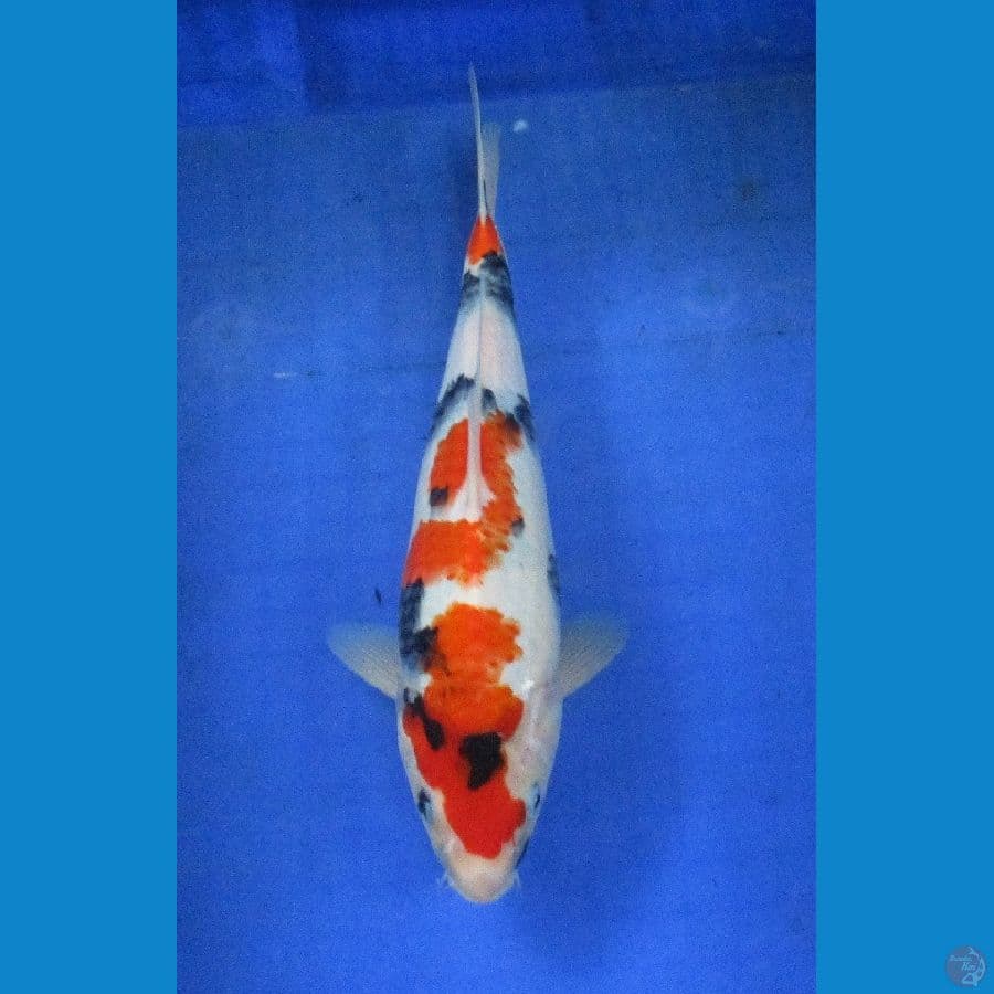 showa inazuma±30cm