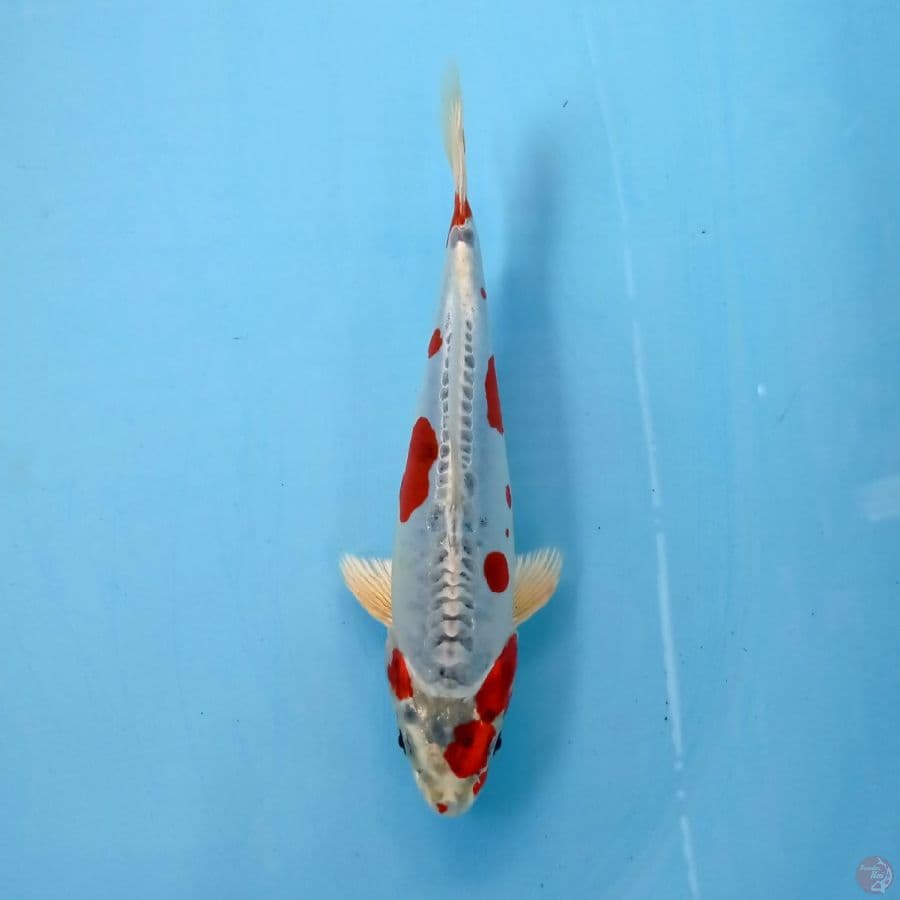 kiko kuryu, 23 cm "original"