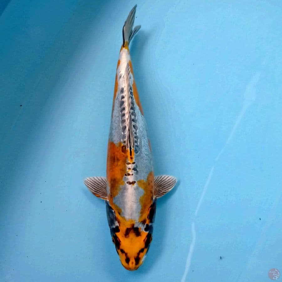 kikokuryu, 32 cm "original"