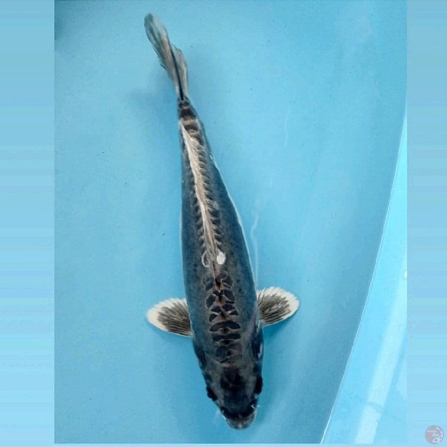 kikokuryu, 36 cm "original"