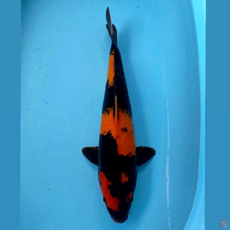hiutsuri, 38 cm