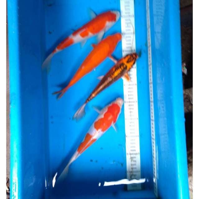 Pket mix 4 ekor