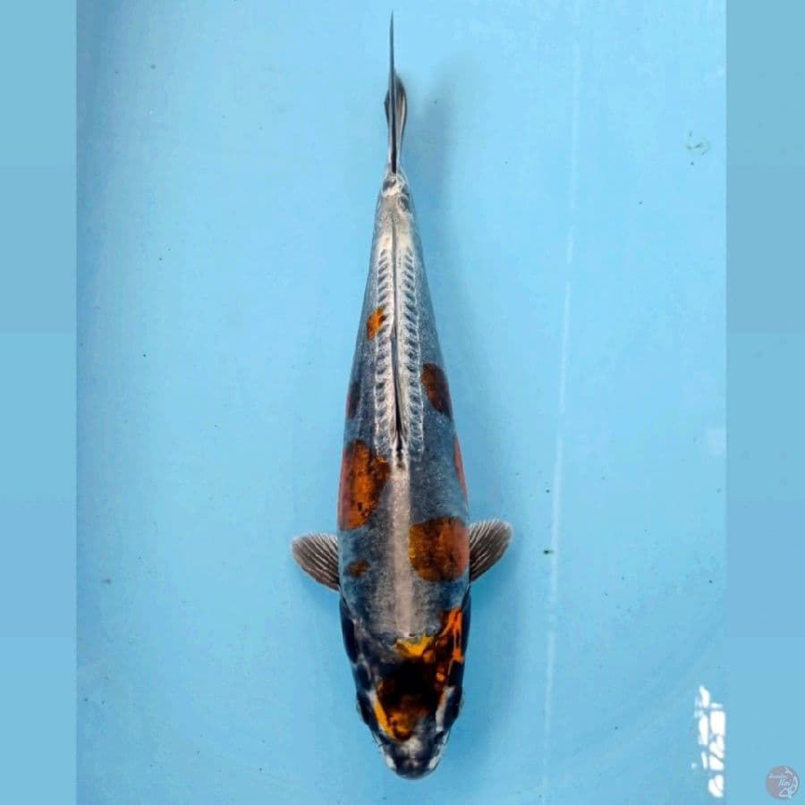 kikokuryu, 28 cm "original"