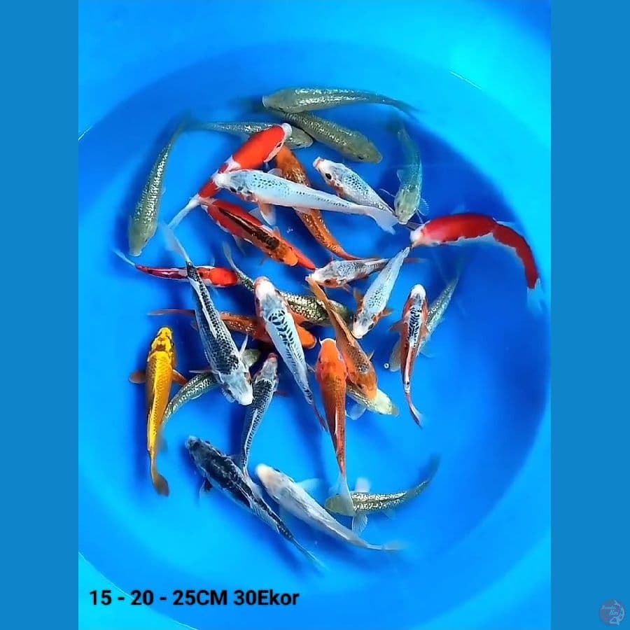 mix Max 15 - 20 - 25CM 30Ekor