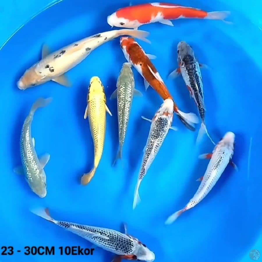 23 - 30CM 10Ekor