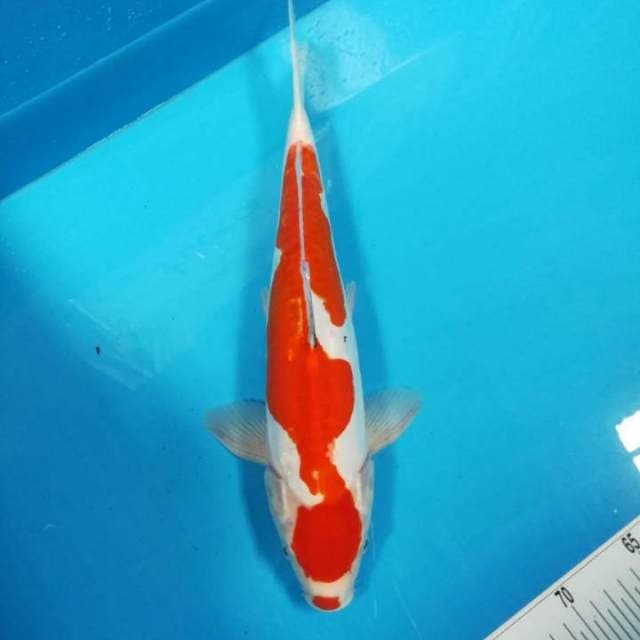 37cm Inazuma Sanke