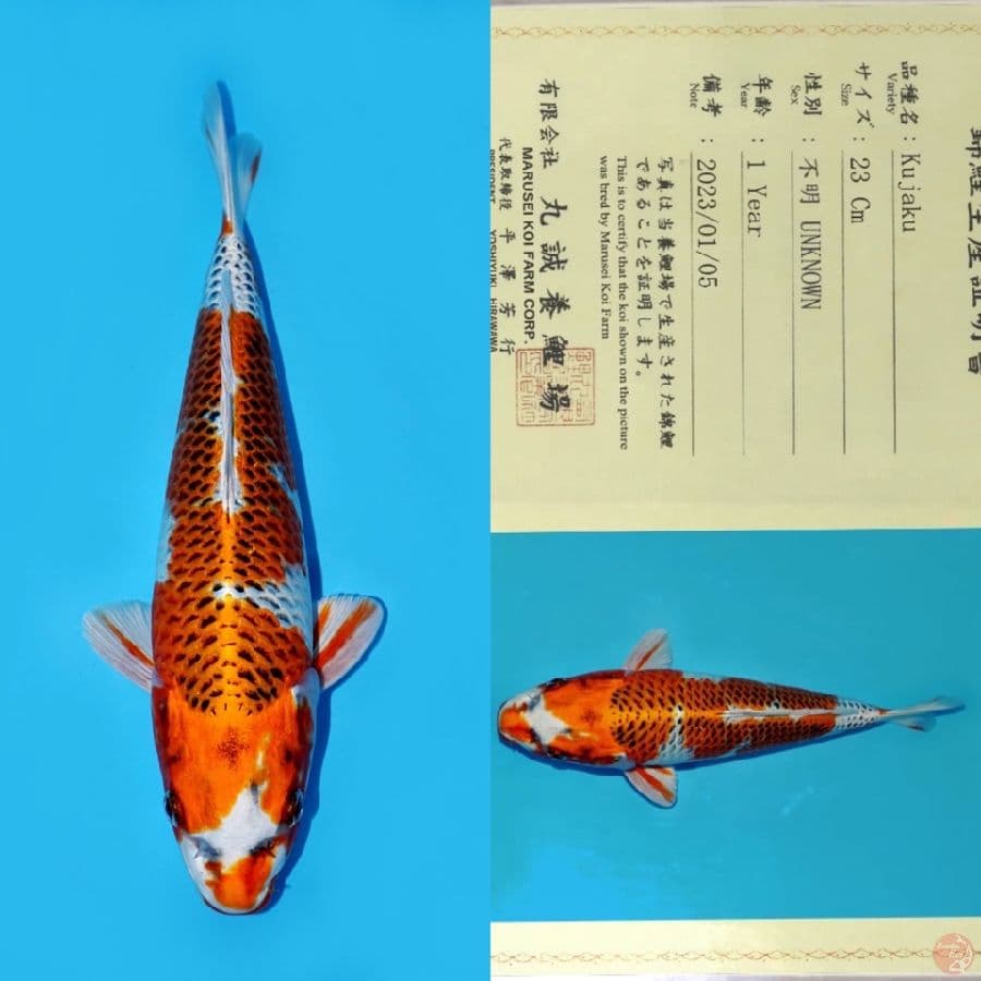 MARUSEI KUJAKU INAZUMA HQ 31CM