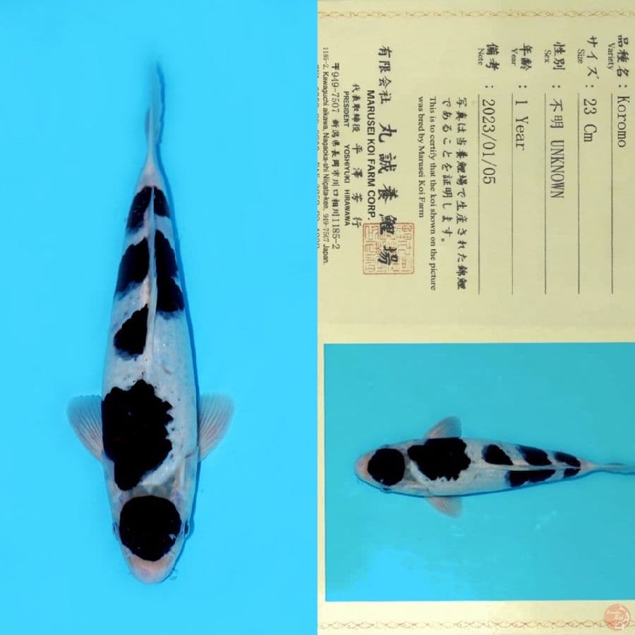 MARUSEI KOROMO HQ 31CM