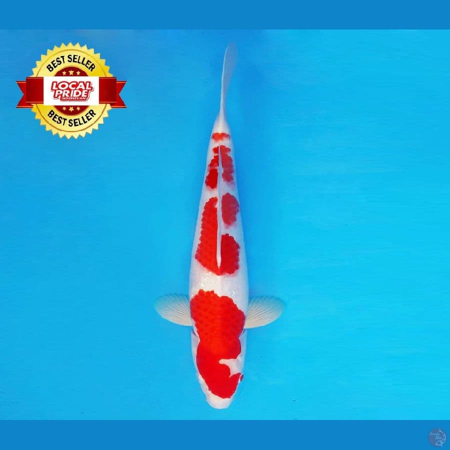 TORA 7 ~ Kohaku 38 cm/male ™